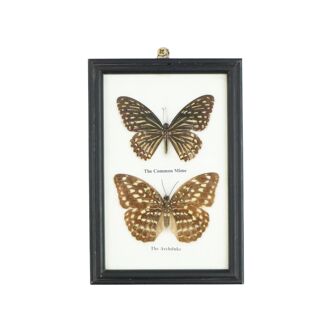 Framed Asian Butterflies Taxidermy Mounted Insect Display 2 Pieces