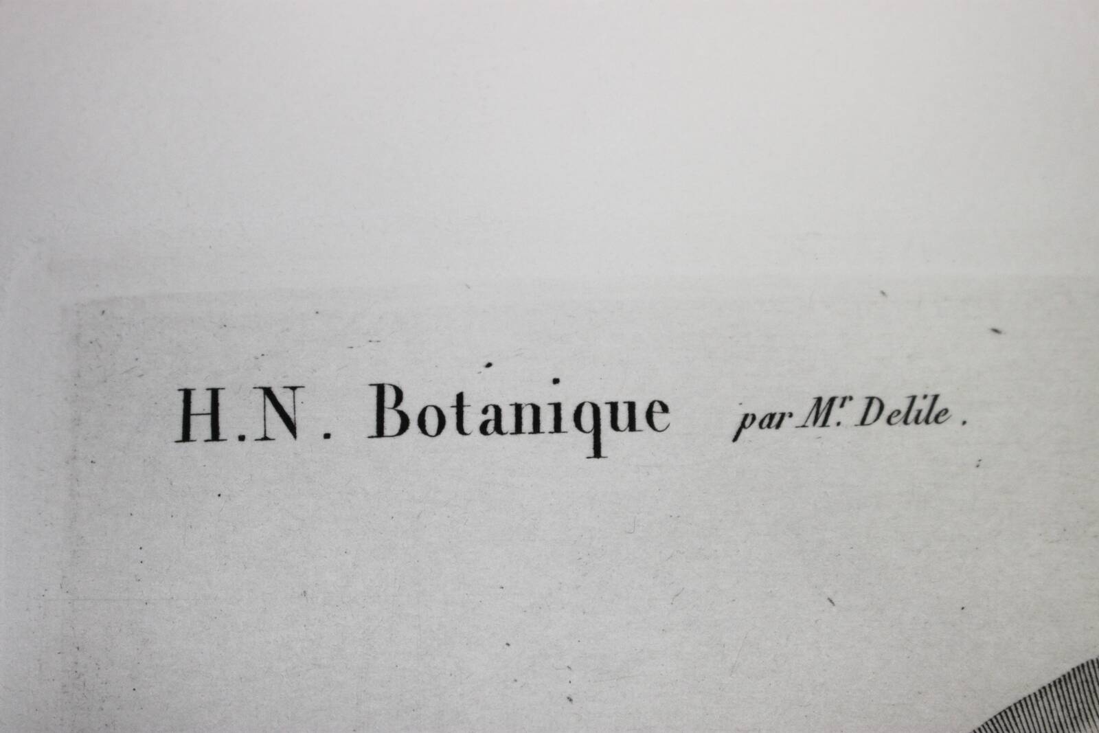 Gravure Fleur - Planche original de la "Chalcographie du Louvre" 1800 - Lotus