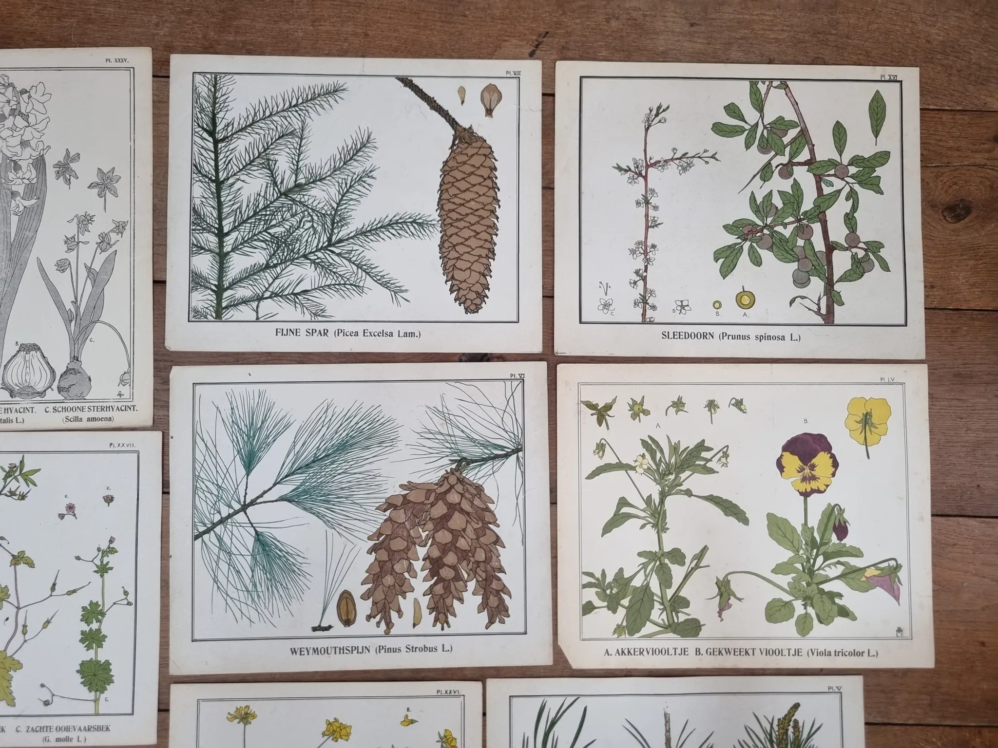 Set of 9 botanical plates – Atlas van Nederlandsche planten, L. Klaver