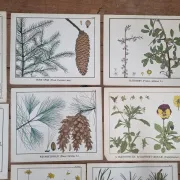 Set of 9 botanical plates – Atlas van Nederlandsche planten, L. Klaver