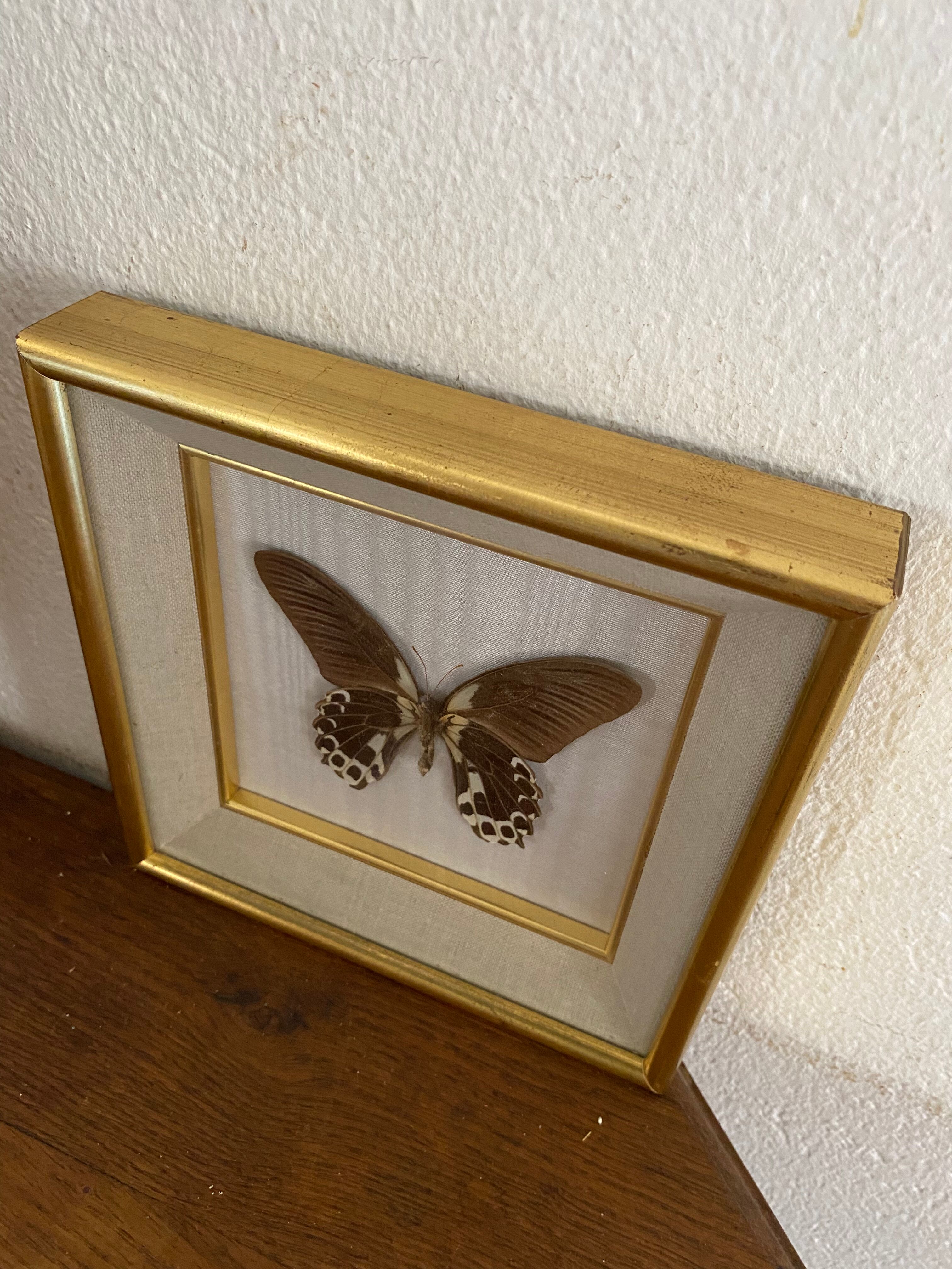 Naturalized butterfly frame, papilio rumanzovia Nelle Guinea.