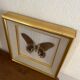 Naturalized butterfly frame, papilio rumanzovia Nelle Guinea.