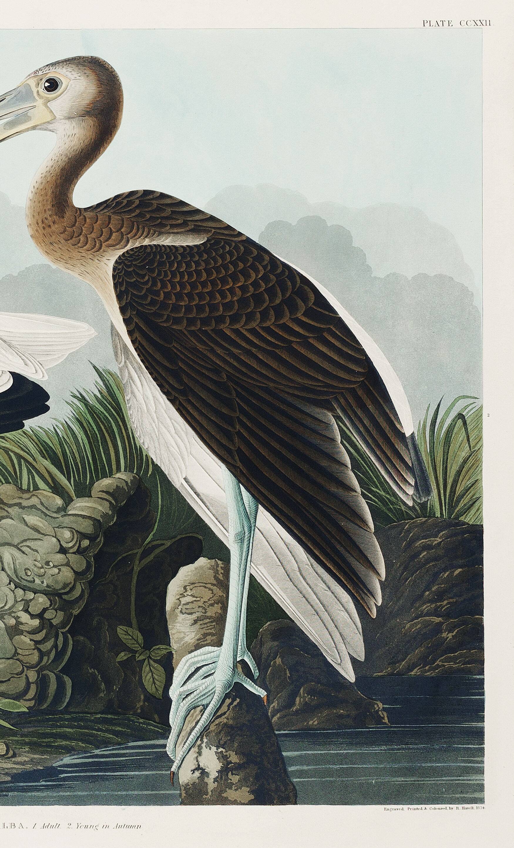 Poster for the white Ibis, based on an old engraving from 1827.