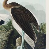 Poster for the white Ibis, based on an old engraving from 1827.