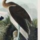 Poster for the white Ibis, based on an old engraving from 1827.