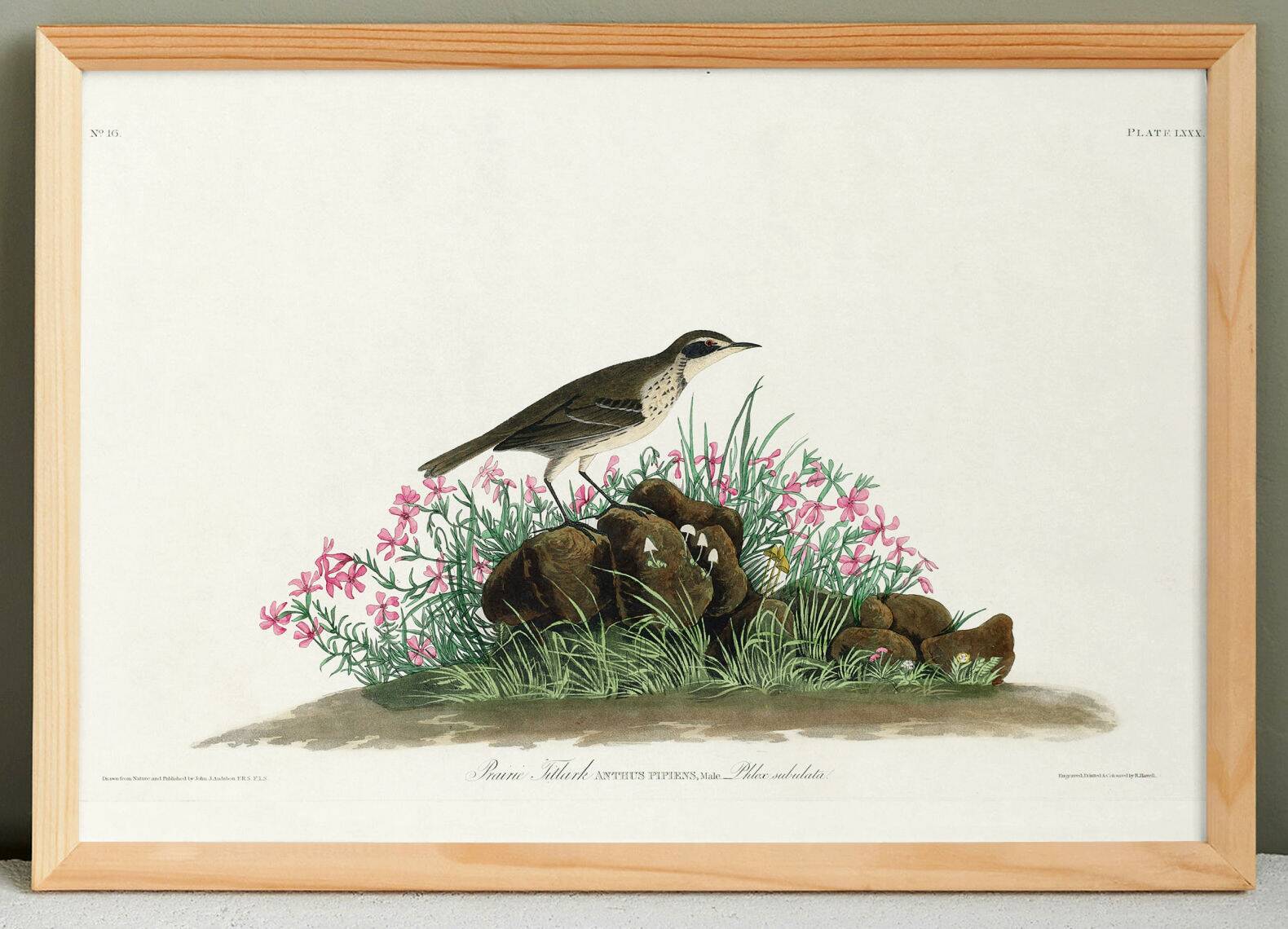 Poster about the Pipit Lark, based on an old engraving from 1827.