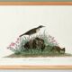 Poster about the Pipit Lark, based on an old engraving from 1827.