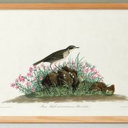 Poster about the Pipit Lark, based on an old engraving from 1827.