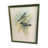 Botanical bird engraving