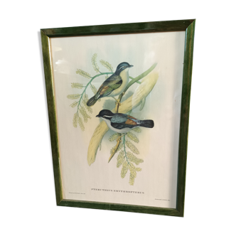 Botanical bird engraving