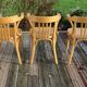Light beech Baumann armchair