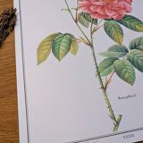 Botanical plate Rose of Provins