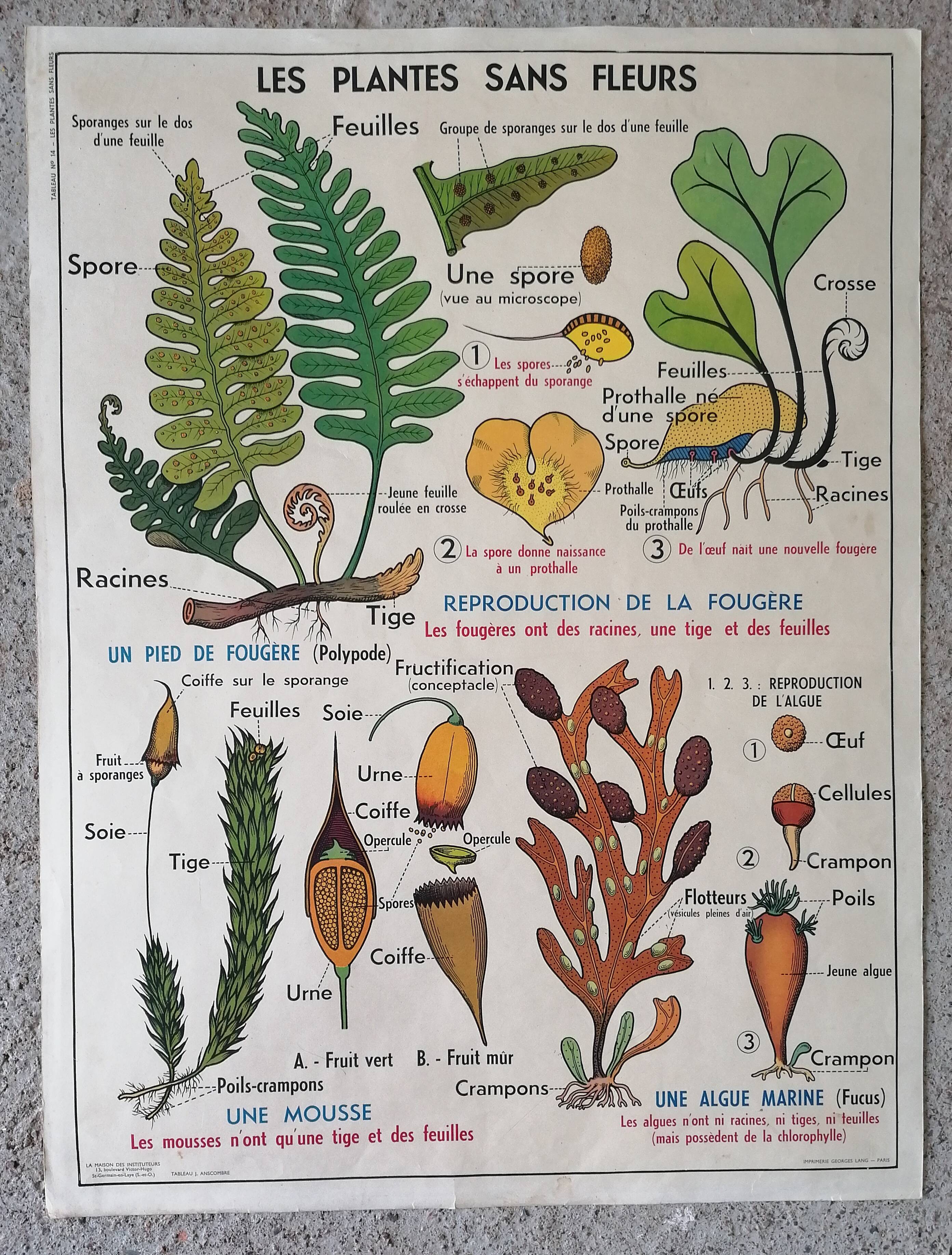 Old MDI school poster: Plants without flowers & Wheat, grasses.