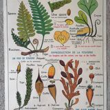 Old MDI school poster: Plants without flowers & Wheat, grasses.