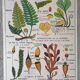 Old MDI school poster: Plants without flowers & Wheat, grasses.