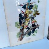 Tableau sous verre avec illustration oiseaux