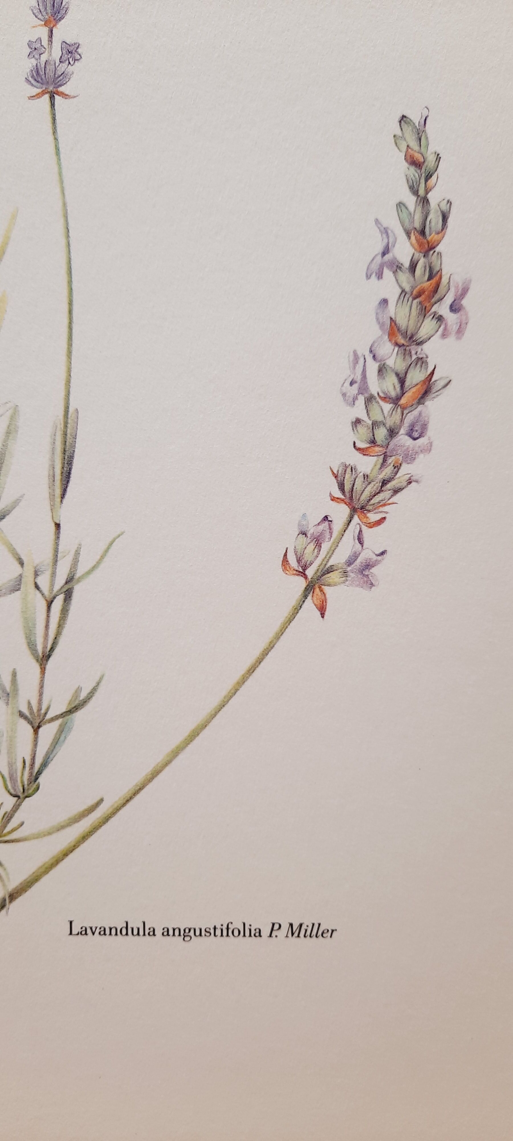 Lavender botanical board