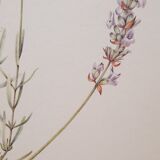 Lavender botanical board