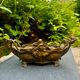 Brass planter Art Nouveau Jugendstil