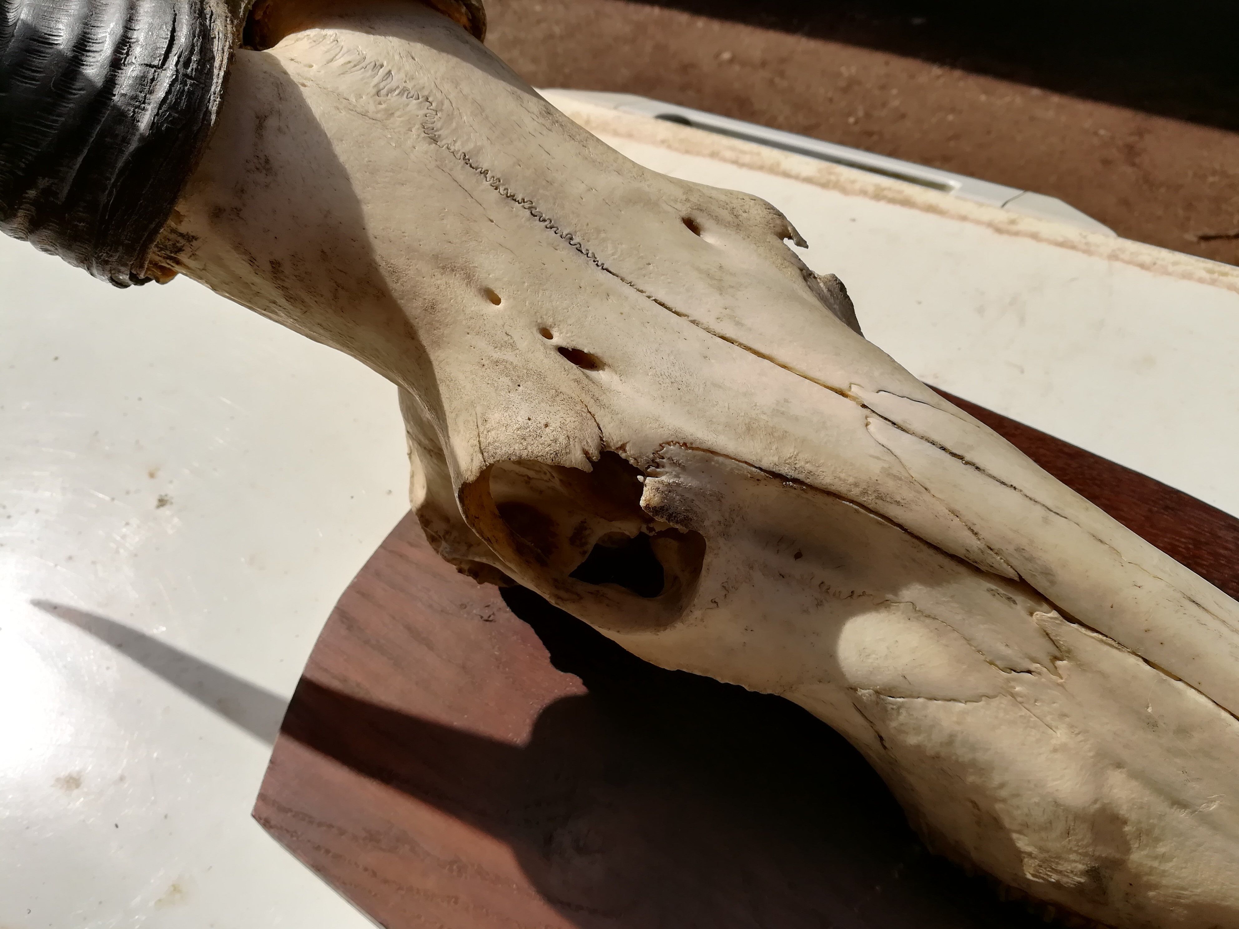 Trophy hunting of antelope