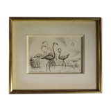 Engraving " flamands de camargue " 1950's