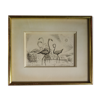 Engraving " flamands de camargue " 1950's