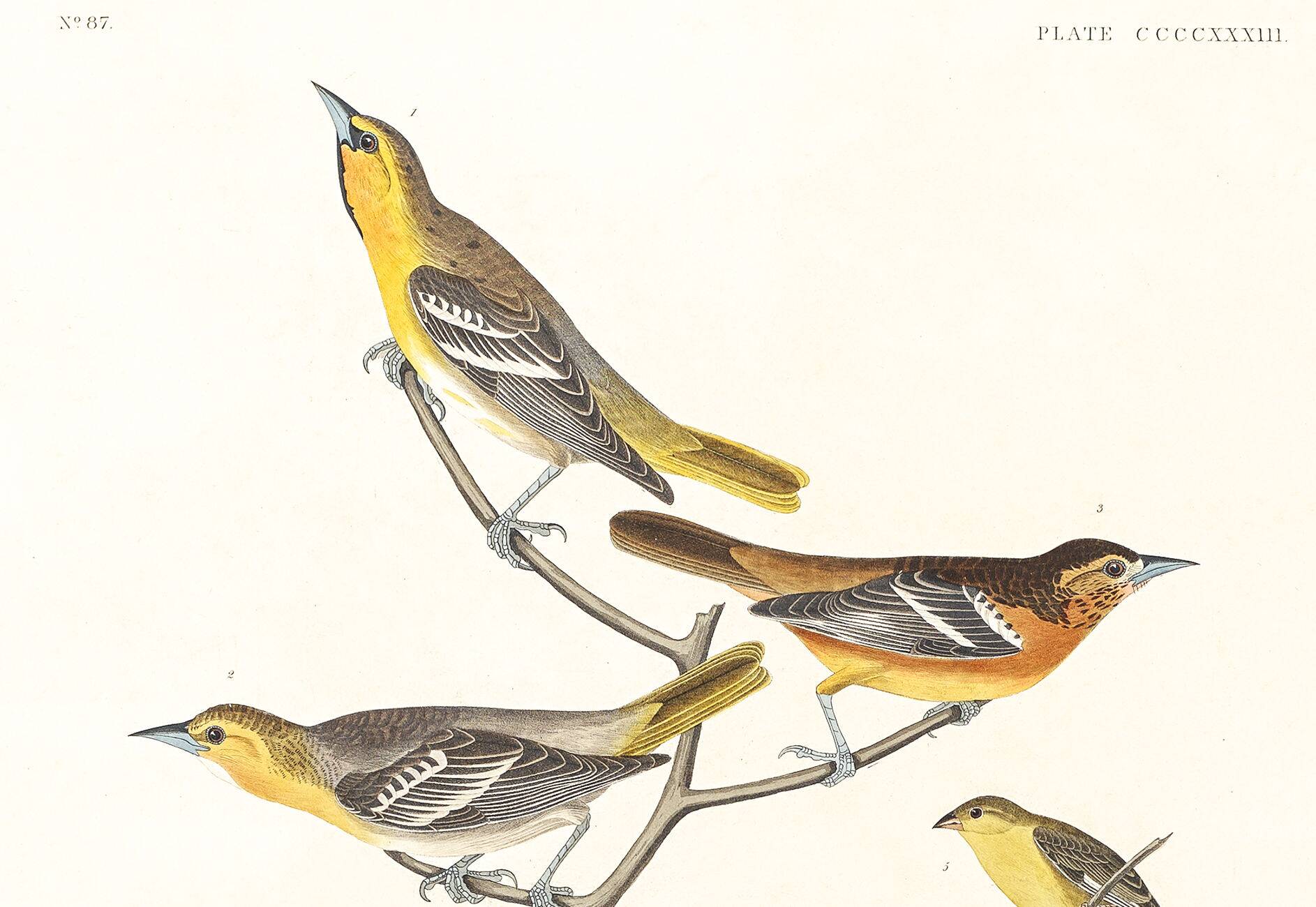 Poster about Baltimore Orioles, based on an old engraving from 1827.