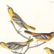 Poster about Baltimore Orioles, based on an old engraving from 1827.