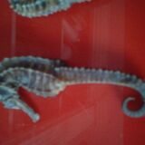 Set of 2 seahorses stuffed