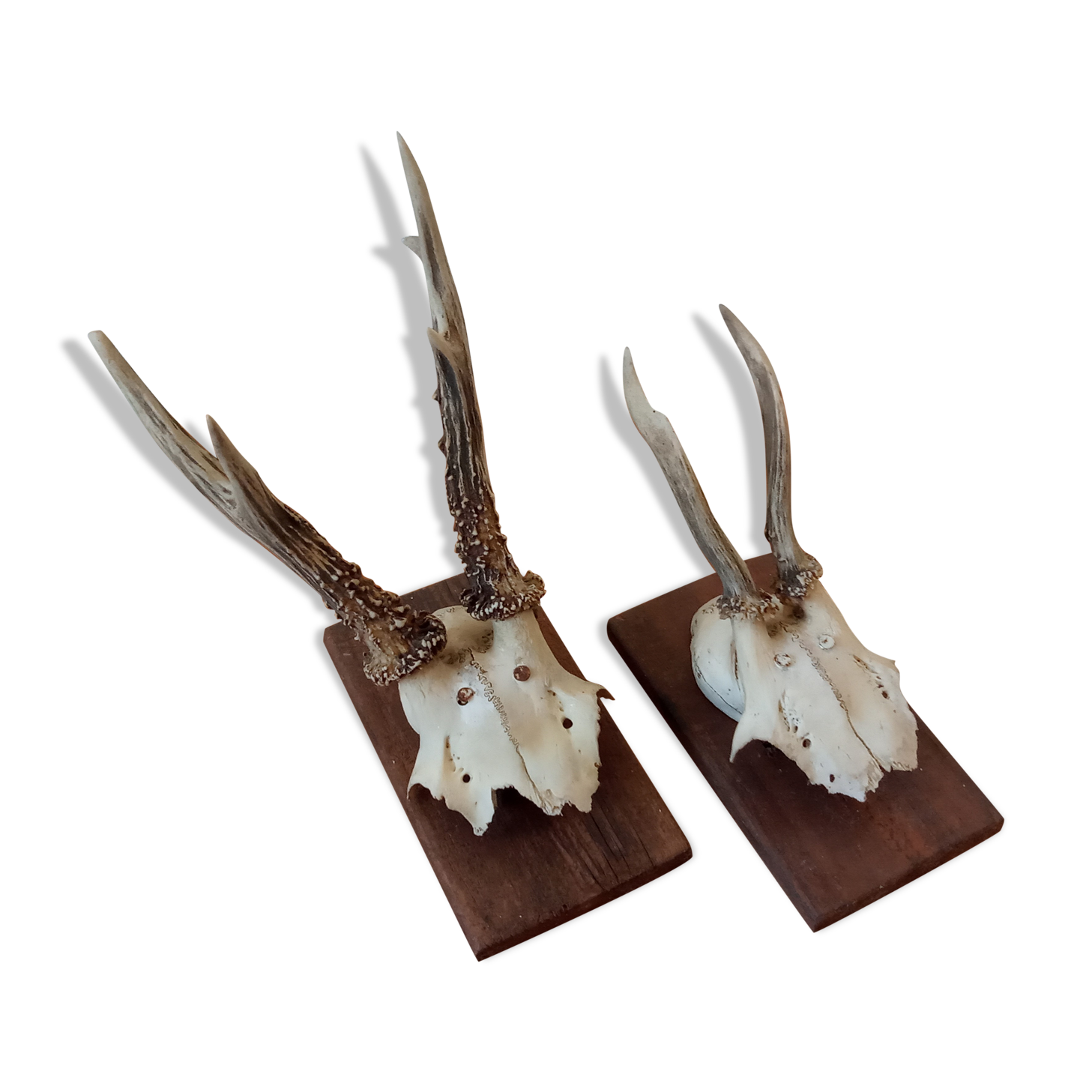 Pair of ancient hunting trophies, deer