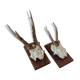 Pair of ancient hunting trophies, deer