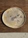 Petrified wood catchall or dish in beige with several grey spots in the centre.