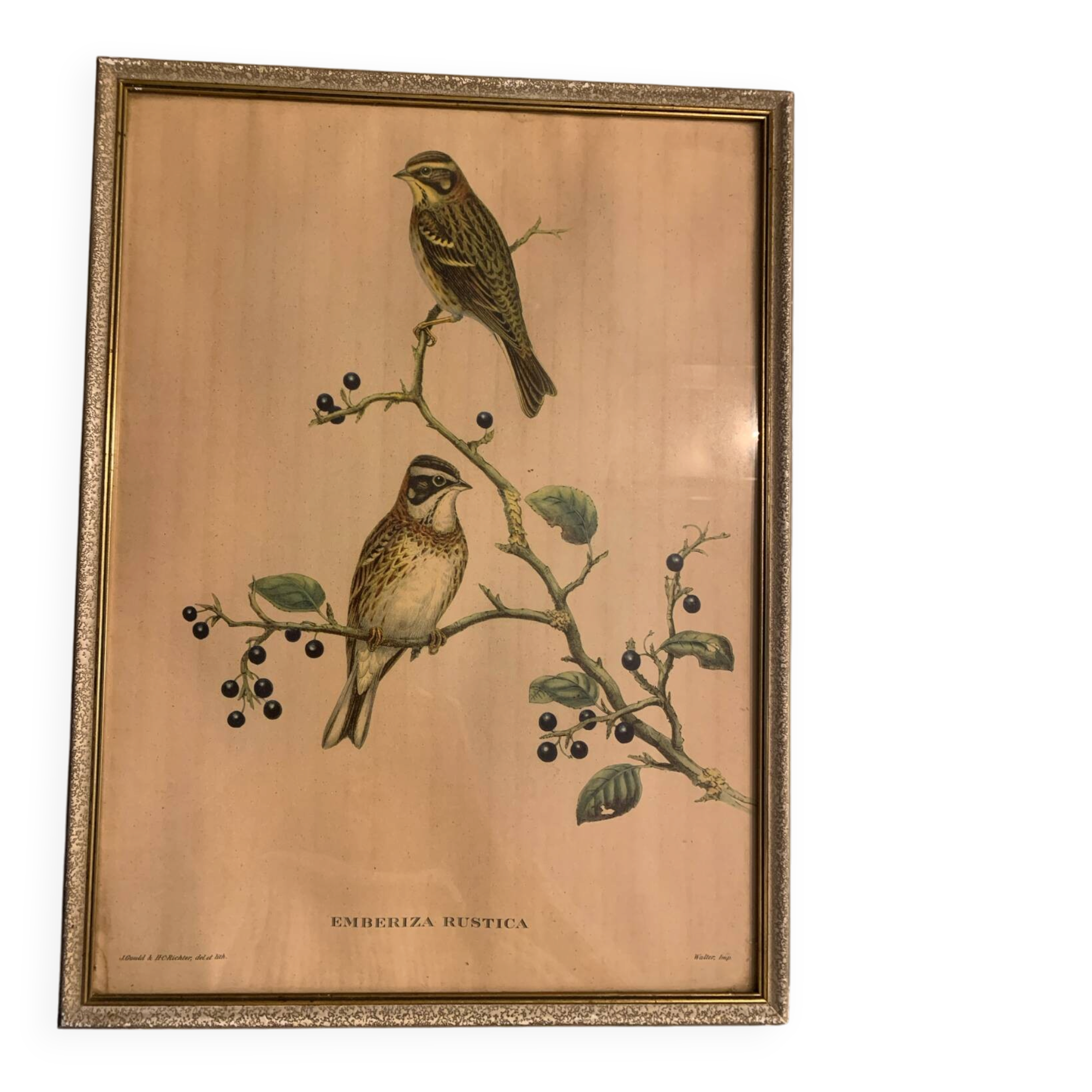 Lithograph J. Gould & W. Hart Del and lith