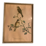 Lithograph J. Gould & W. Hart Del and lith