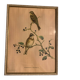 Lithographie J.Gould & W. Hart Del et lith