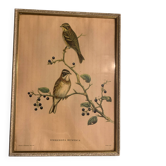 Lithographie J.Gould & W. Hart Del et lith
