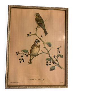 Lithograph J. Gould & W. Hart Del and lith