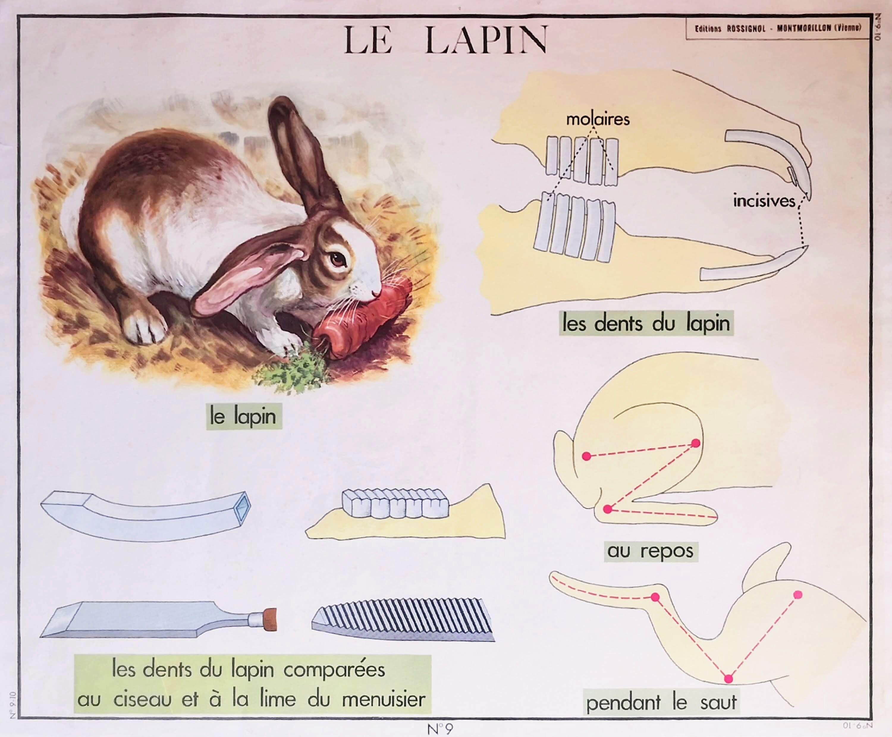Displays educational Editions Nightingale 90 x 75