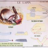 Displays educational Editions Nightingale 90 x 75