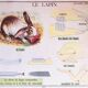 Displays educational Editions Nightingale 90 x 75