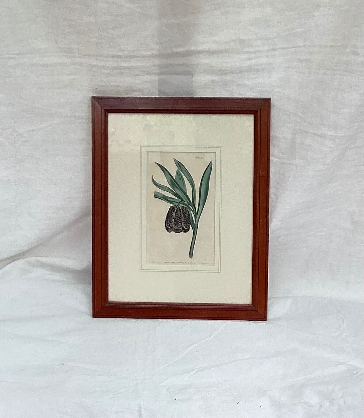 Old English botanical engraving numbered