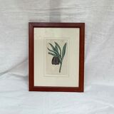 Old English botanical engraving numbered