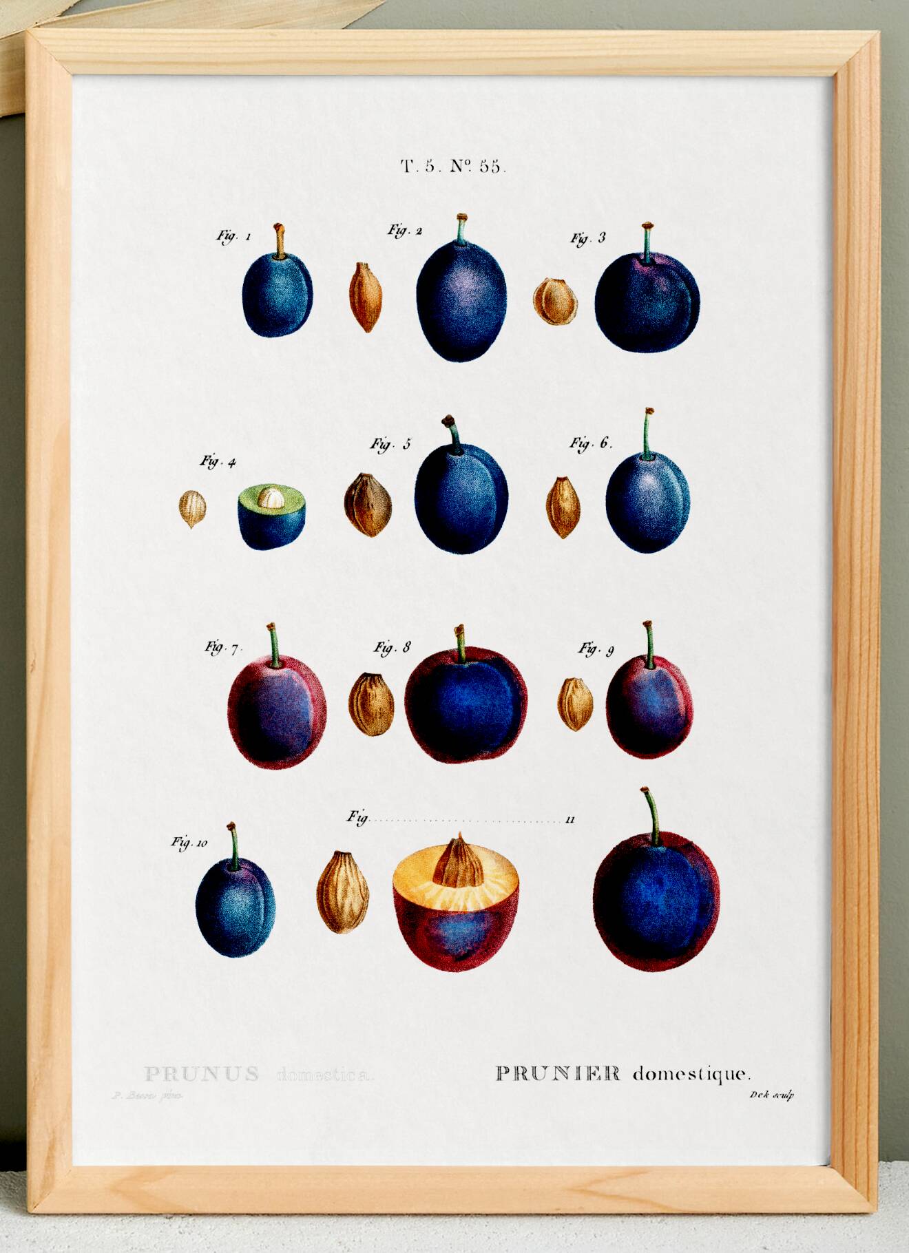 Poster about the domestic plum tree, based on an old engraving from 1802