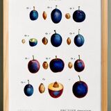 Poster about the domestic plum tree, based on an old engraving from 1802