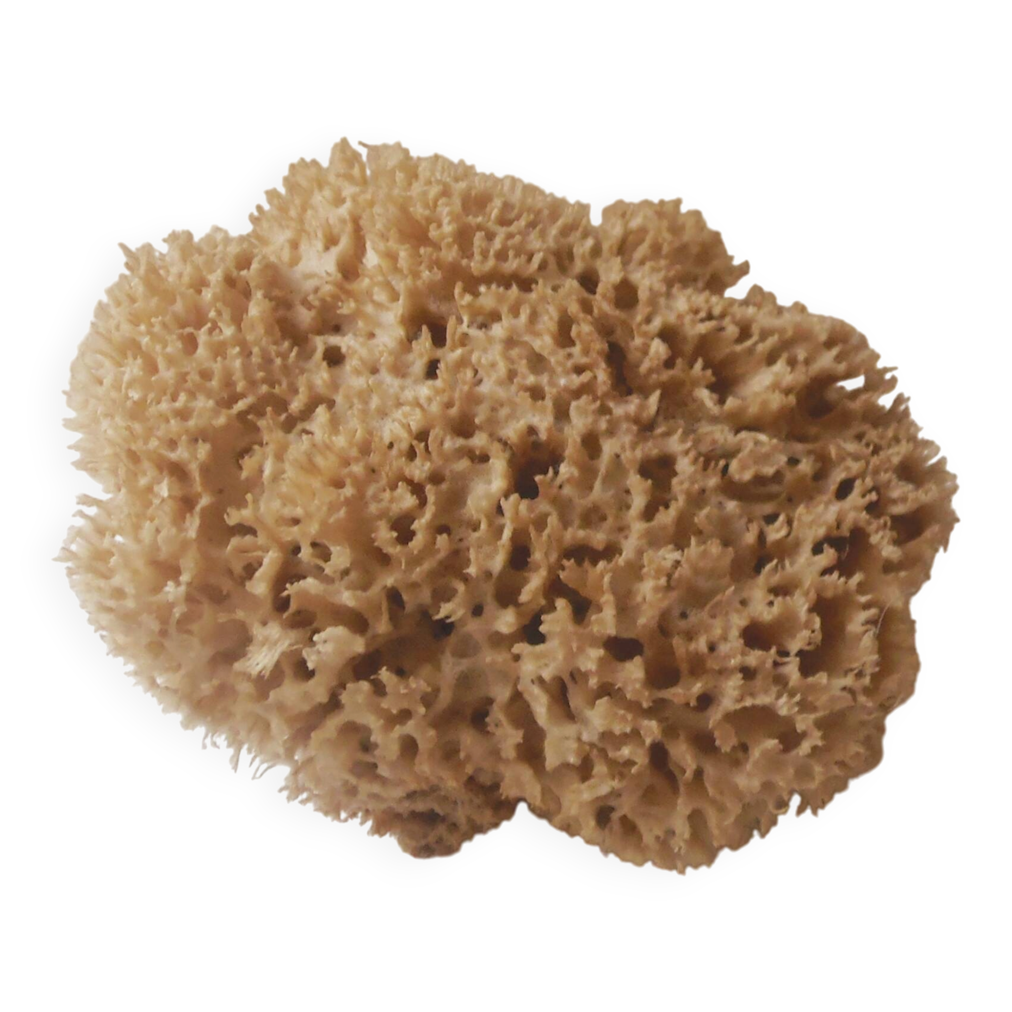 Natural sponge for decoration