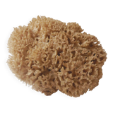 Natural sponge for decoration