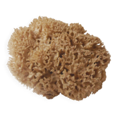 Natural sponge for decoration