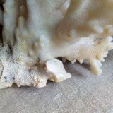 Ancient white coral bouquet