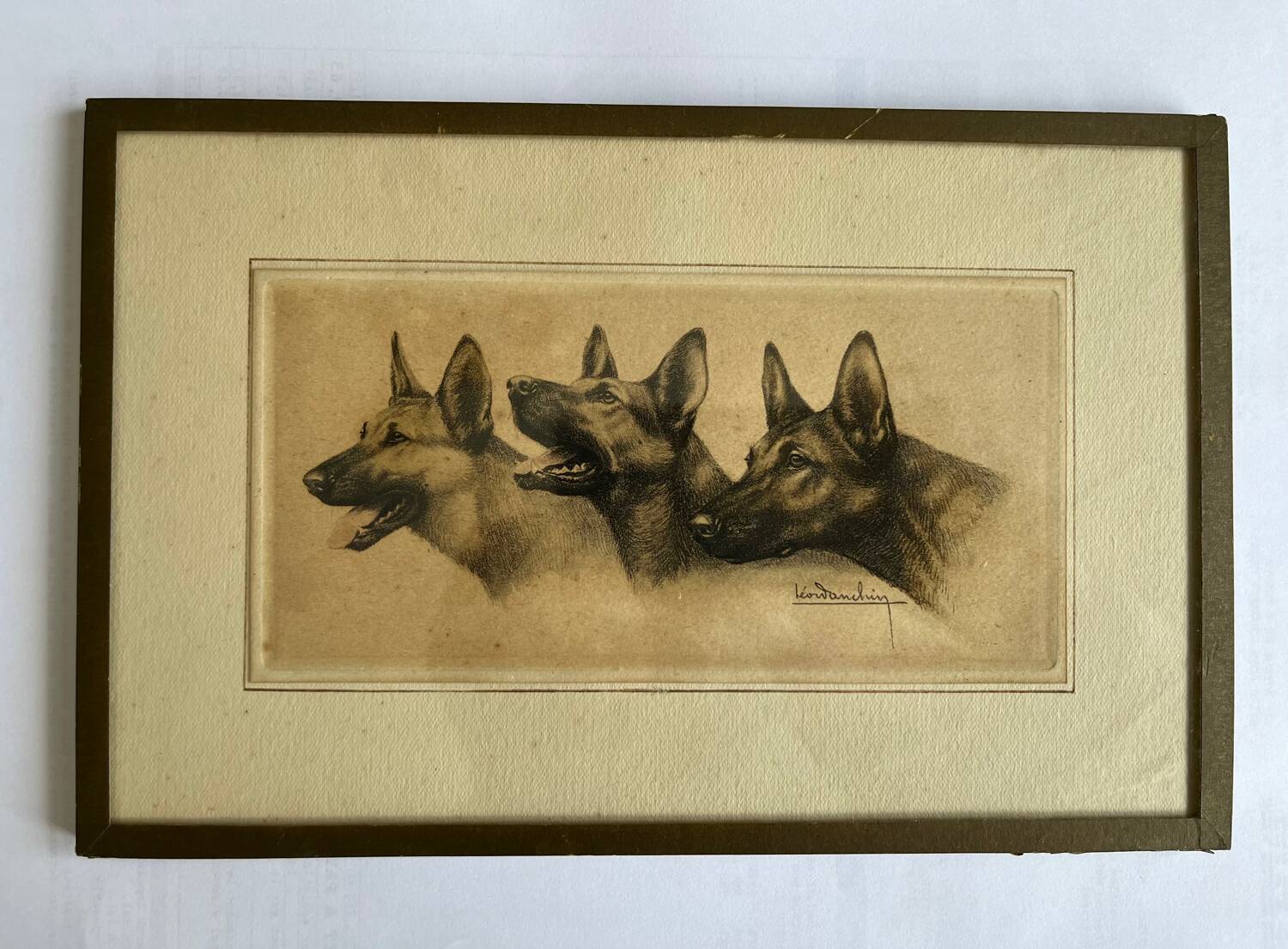 Lithograph of German Shepherds Léon Danchin