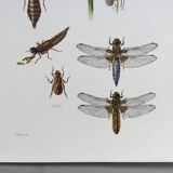Old illustration "insects", 1960s.